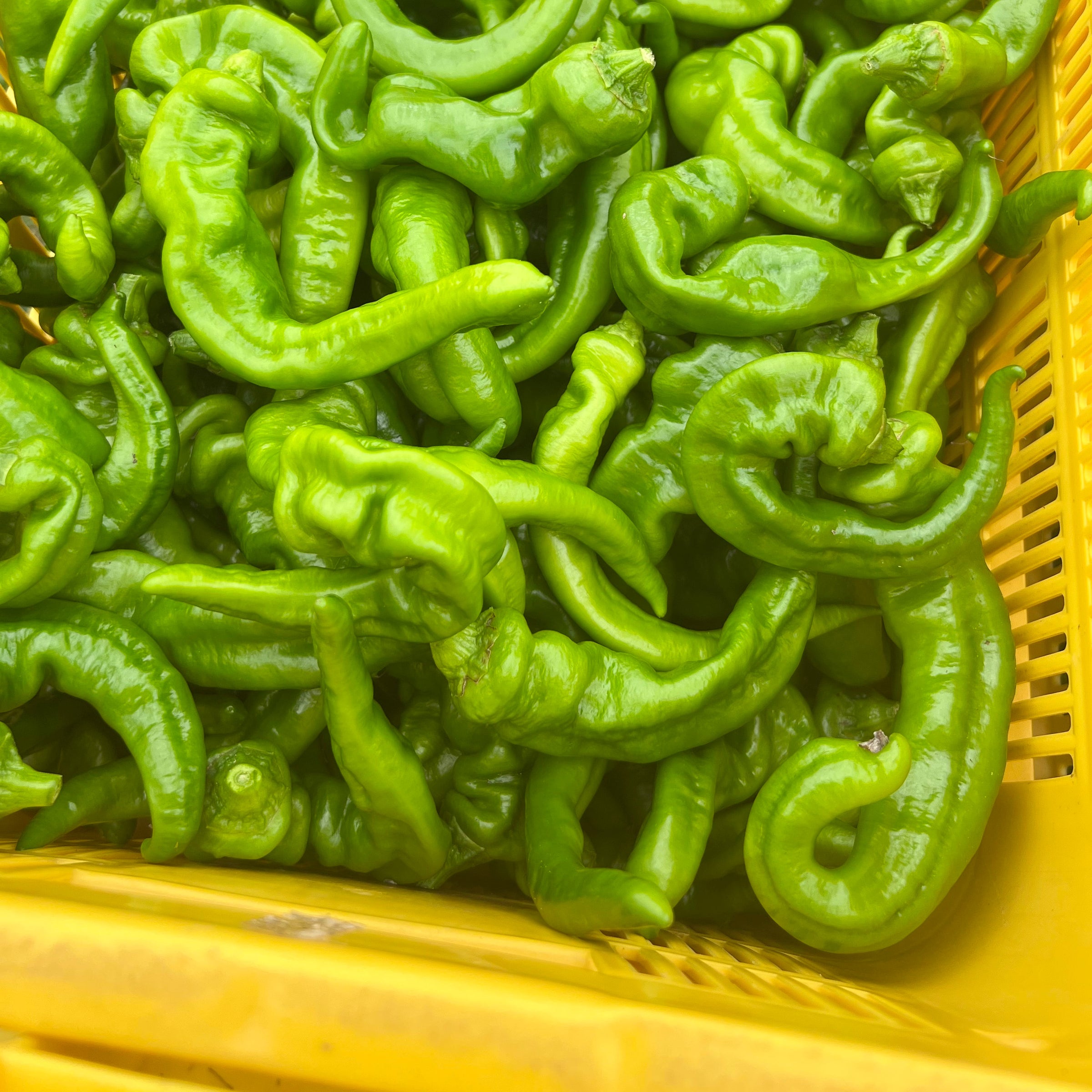 万願寺とうがらしのピクルス | M SOLE